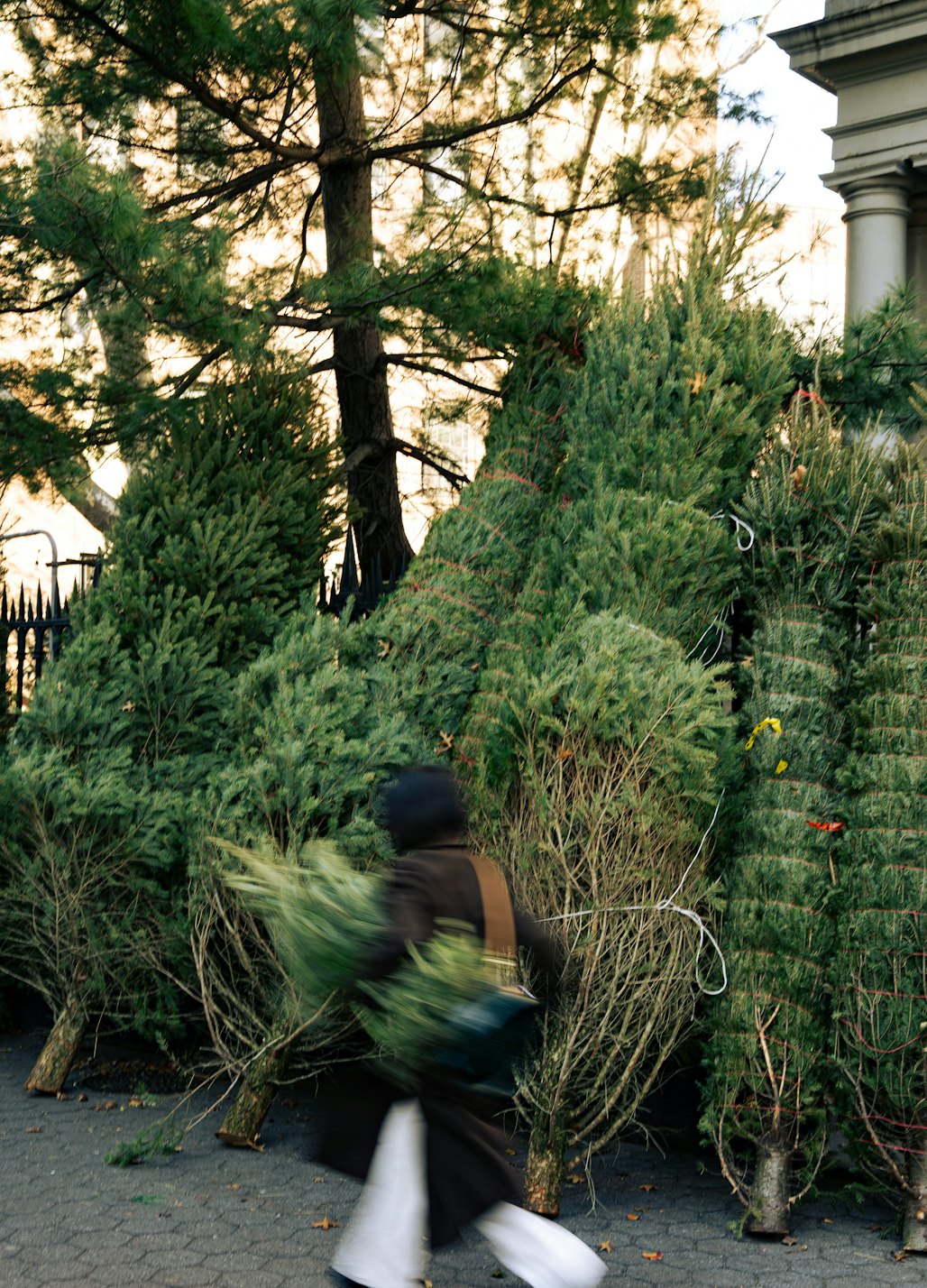 Fresh-cut Christmas trees stacked against a fence while someone carries one home